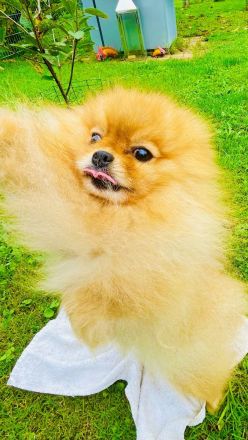 ✨ Zwergspitze (Pomeranian) – Rüde & Hündin in rot suchen ein neues Zuhause