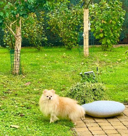 ✨ Zwergspitze (Pomeranian) – Rüde & Hündin in rot suchen ein neues Zuhause