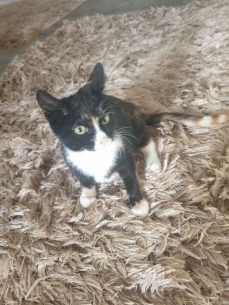 Babykatzen suchen neue Zuhause