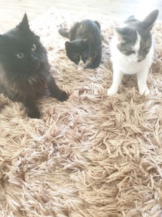 Babykatzen suchen neue Zuhause