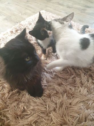 Babykatzen suchen neue Zuhause