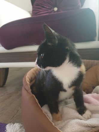 Babykatzen suchen neue Zuhause