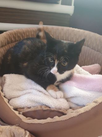 Babykatzen suchen neue Zuhause