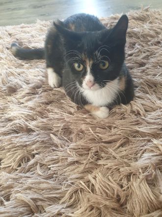 Babykatzen suchen neue Zuhause