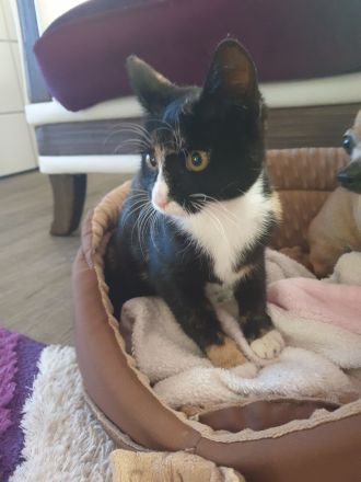 Babykatzen suchen neue Zuhause