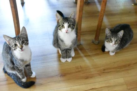 Siam-BKH Kätzchen - neugierig verspielt verschmust