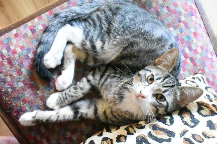 Siam-BKH Kätzchen - neugierig verspielt verschmust