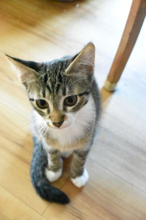 Siam-BKH Kätzchen - neugierig verspielt verschmust