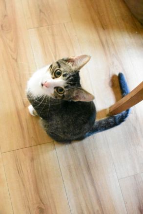 Siam-BKH Kätzchen - neugierig verspielt verschmust