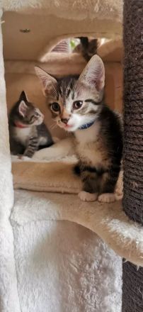 Siam-BKH Kätzchen - neugierig verspielt verschmust