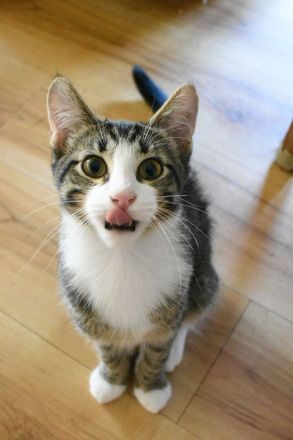 Siam-BKH Kätzchen - neugierig verspielt verschmust