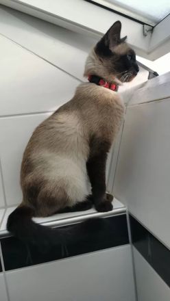 Siam-BKH Kätzchen - neugierig verspielt verschmust