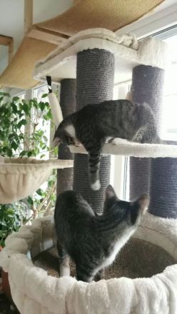 Siam-BKH Kätzchen - neugierig verspielt verschmust