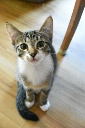 Siam-BKH Kätzchen - neugierig verspielt verschmust