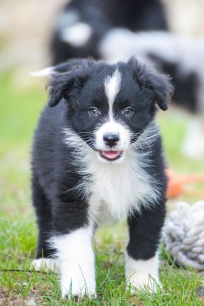 Bezaubernde Aussie Welpen * blue merle * red tri * black bi *blaue, grüne Augen *