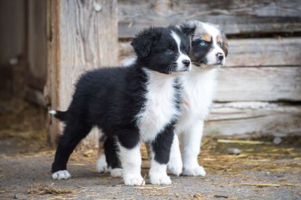 Bezaubernde Aussie Welpen * blue merle * red tri * black bi *blaue, grüne Augen *