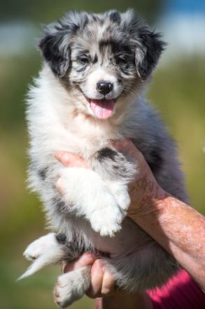Bezaubernde Aussie Welpen * blue merle * red tri * black bi *blaue, grüne Augen *