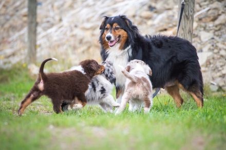 Bezaubernde Aussie Welpen * blue merle * red tri * black bi *blaue, grüne Augen *