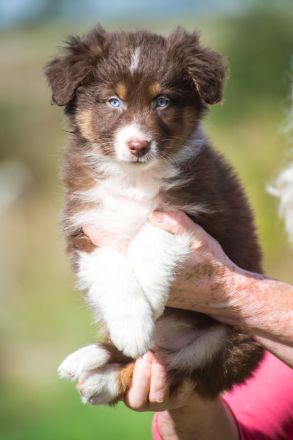 Bezaubernde Aussie Welpen * blue merle * red tri * black bi *blaue, grüne Augen *