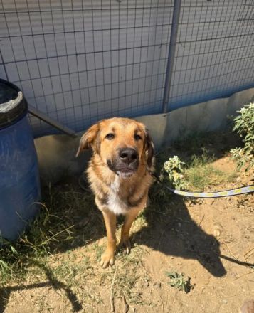 Alf sucht ein Zuhause voller Liebe