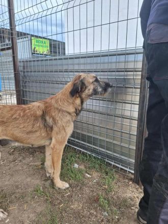 Cora sucht ihr Für-immer-Zuhause