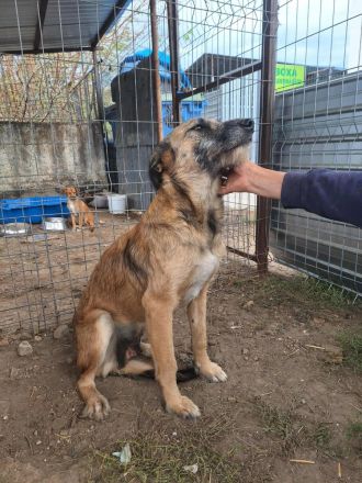 Cora sucht ihr Für-immer-Zuhause