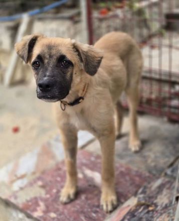 Kolja – ein stiller Held mit großem Herzen