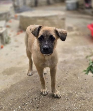 Kolja – ein stiller Held mit großem Herzen