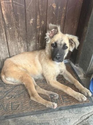 Kolja – ein stiller Held mit großem Herzen