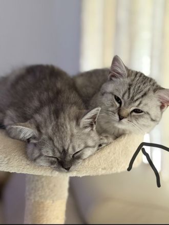 bkh kitten jungen baby