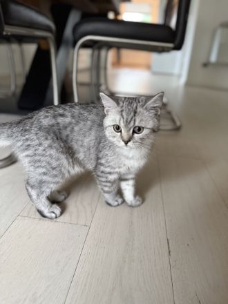 bkh kitten jungen baby