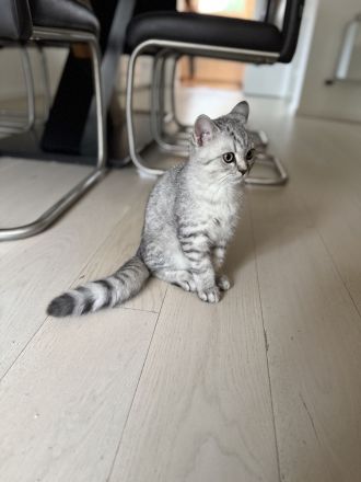 bkh kitten jungen baby