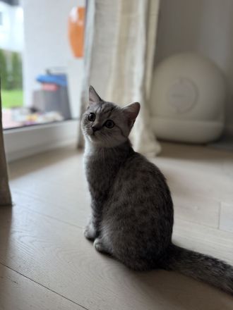 bkh kitten jungen baby