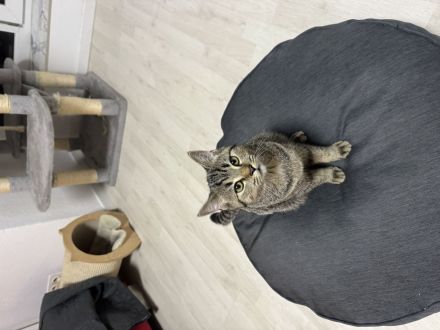 Britisch Kurzhaar BKH mix kätzchen 4 monate