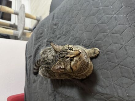 Britisch Kurzhaar BKH mix kätzchen 4 monate