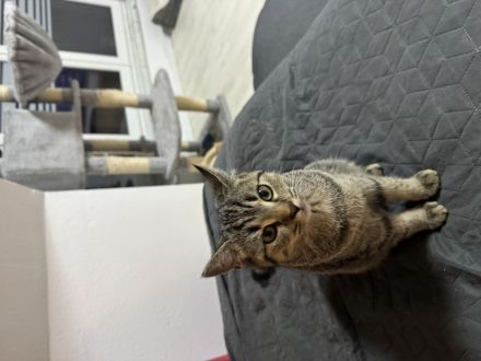 Britisch Kurzhaar BKH mix kätzchen 4 monate