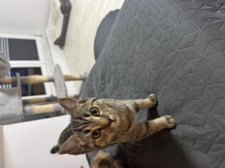 Britisch Kurzhaar BKH mix kätzchen 4 monate