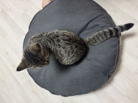 Britisch Kurzhaar BKH mix kätzchen 4 monate