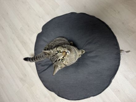 Britisch Kurzhaar BKH mix kätzchen 4 monate