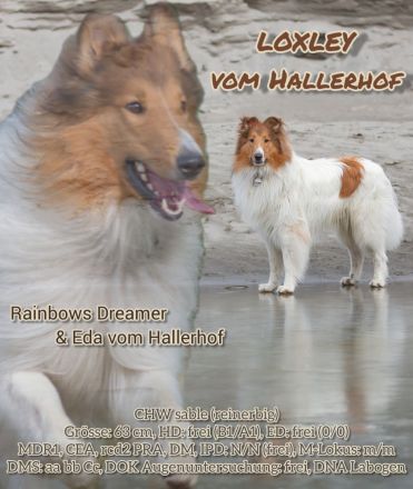 "Loxley" vom Hallerhof amerikanischer Collie