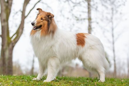 "Loxley" vom Hallerhof amerikanischer Collie