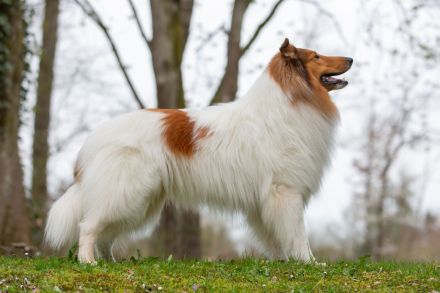 "Loxley" vom Hallerhof amerikanischer Collie
