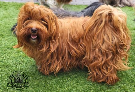 Havaneser Welpen - Wurfplanung 2026