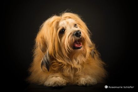 Havaneser Welpen - Wurfplanung 2026