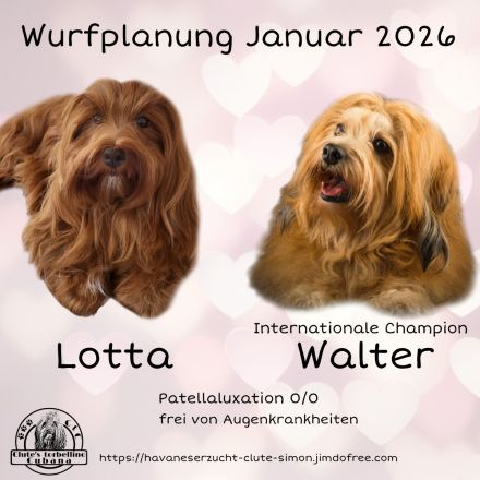 Havaneser Welpen - Wurfplanung 2026
