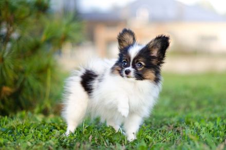 Kleiner Continental Spaniel Papillon Junge