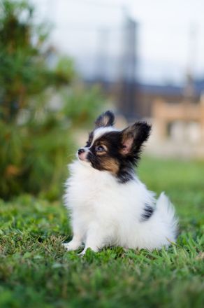 Kleiner Continental Spaniel Papillon Junge