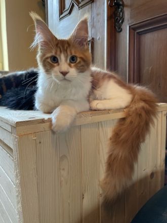 Maine Coon Kitten mit Stammbaum