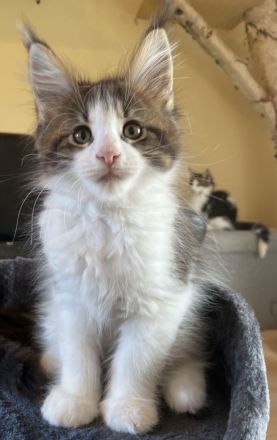 Maine Coon Kitten mit Stammbaum