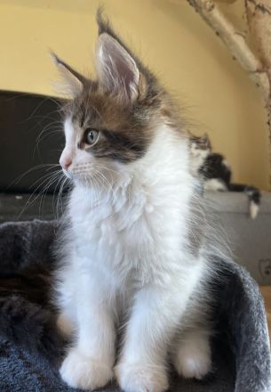 Maine Coon Kitten mit Stammbaum
